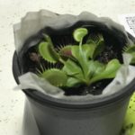 食虫植物をネットで購入できる?? ハエトリソウを買ってみた 食虫植物をネットで購入できる?? ハエトリソウを買ってみた